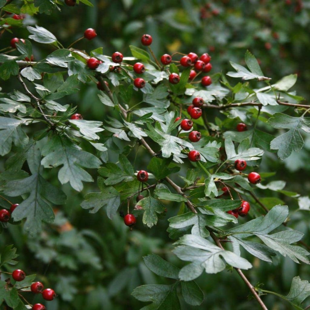 Tylppöorapihlaja - Crataegus monogyna