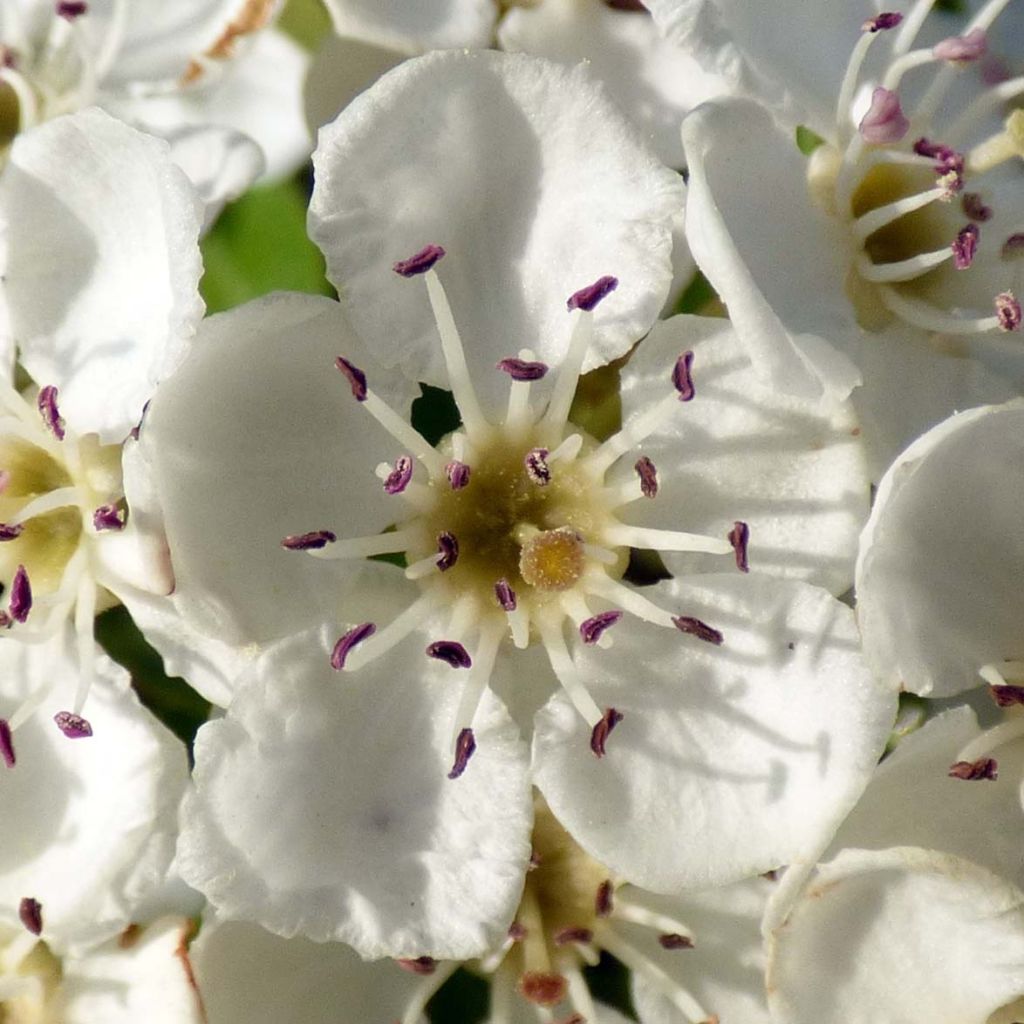 Tylppöorapihlaja - Crataegus monogyna