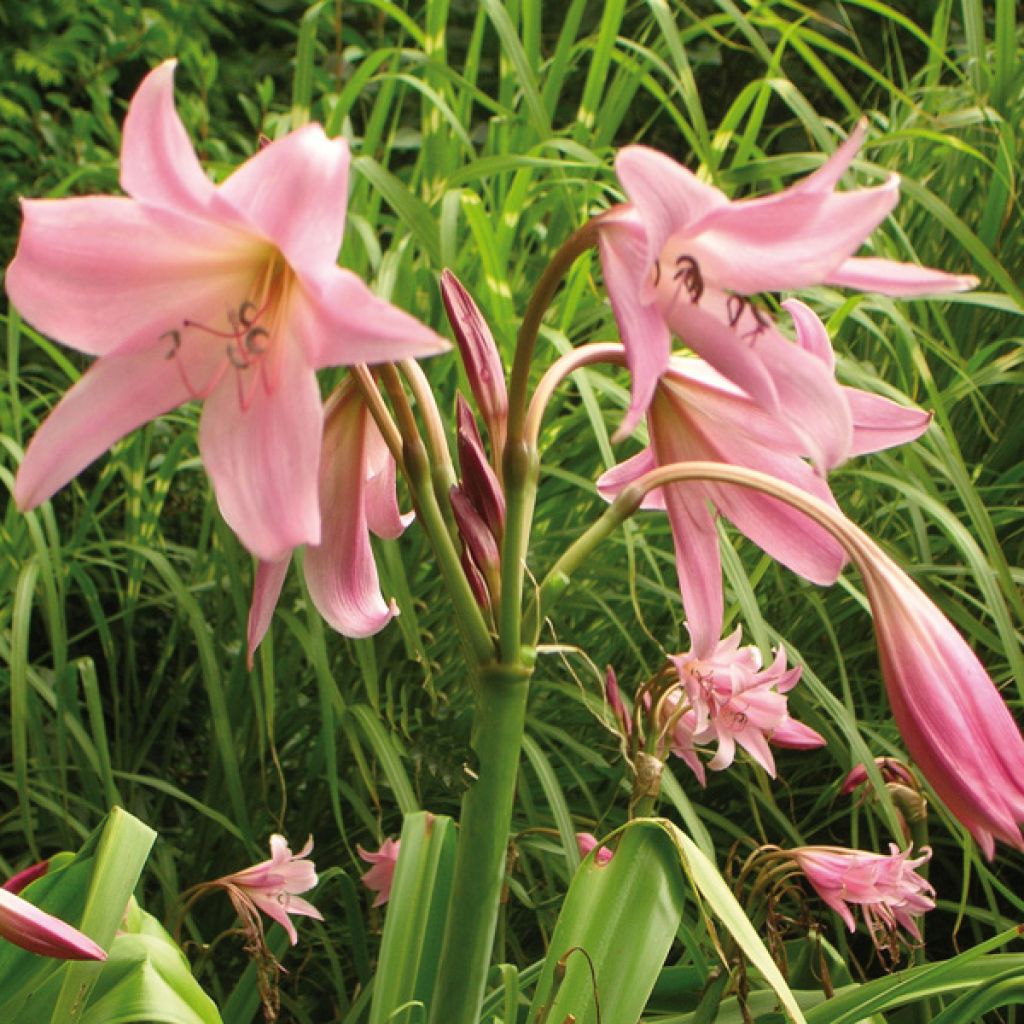 Kriinumi Rosea