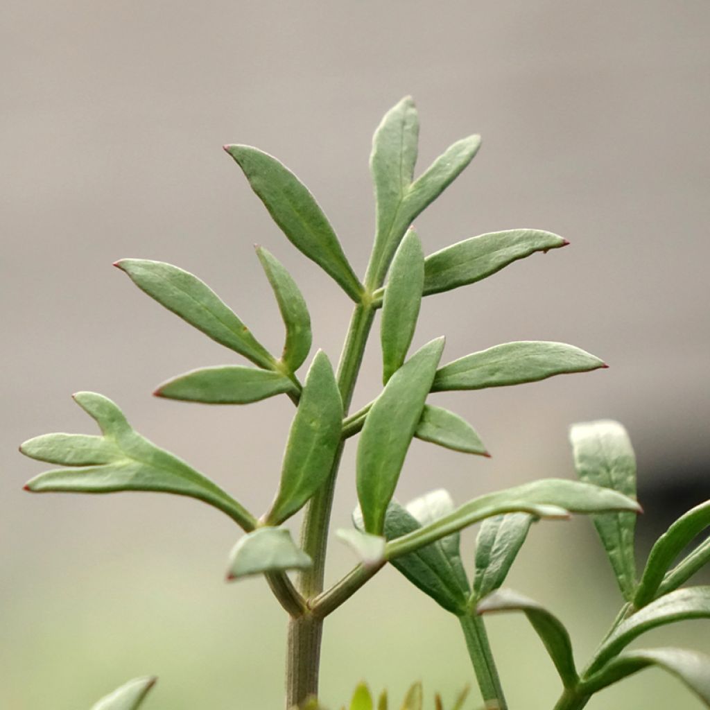 Merifenkoli - Crithmum maritimum