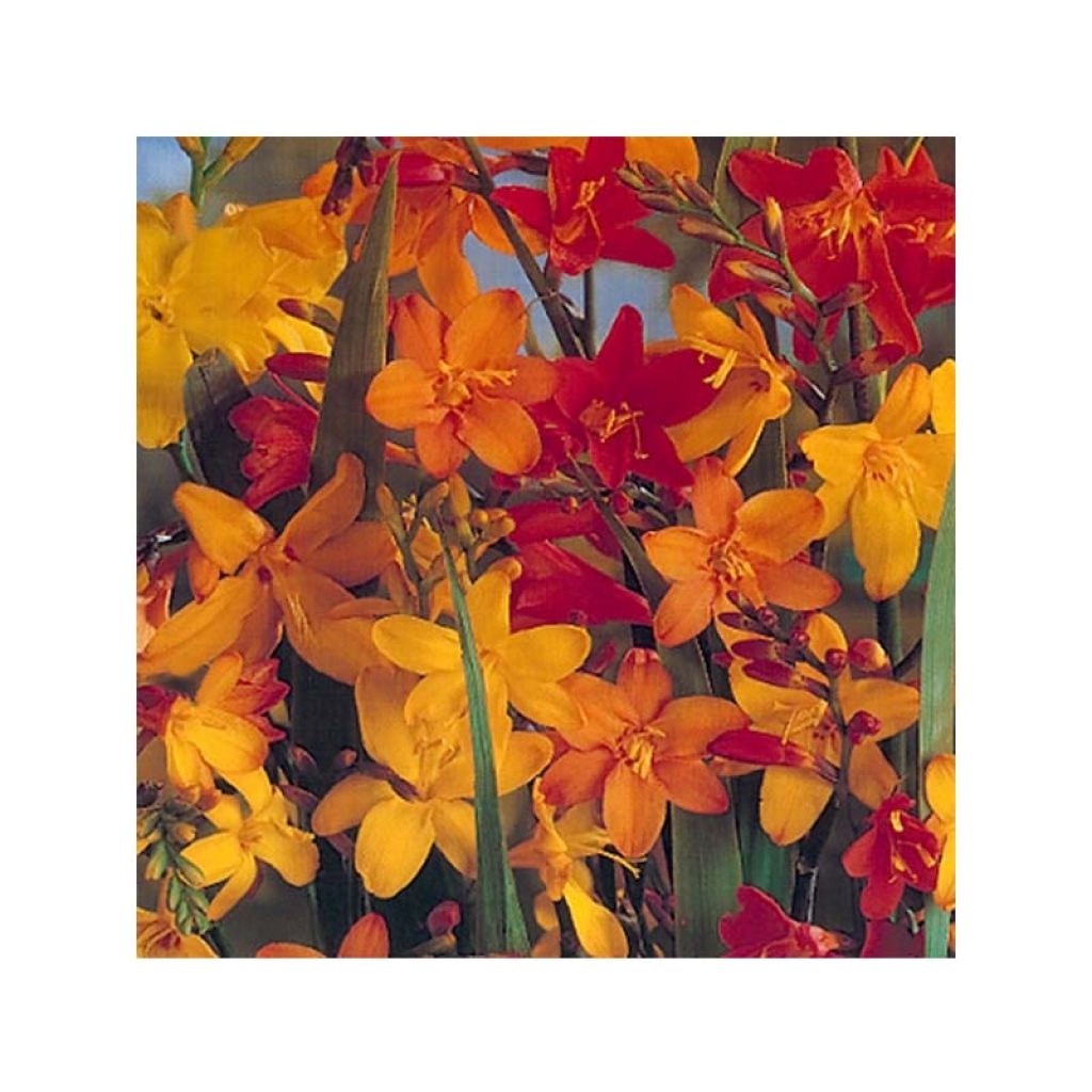 Ruostekukka Mix (grandes fleurs)