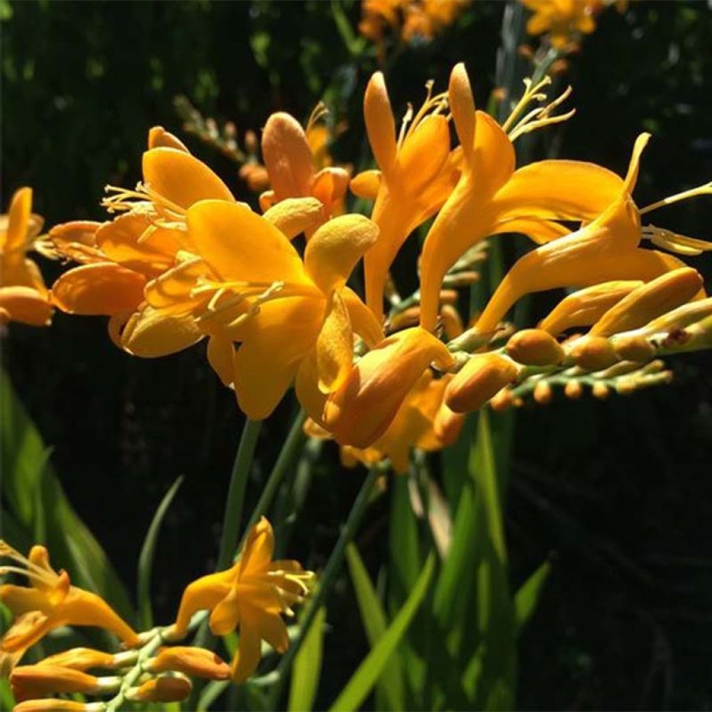 Ruostekukka Rowallone Yellow