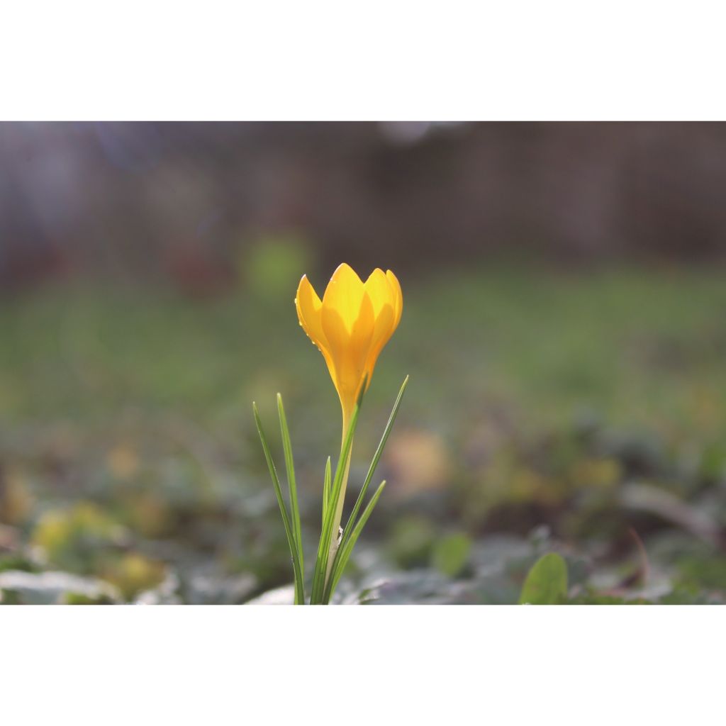 Kevätsahrami Golden Bunch