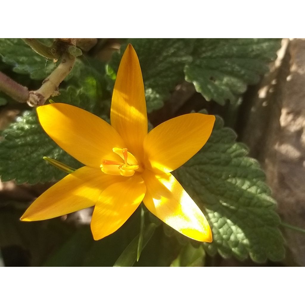 Armeniansahrami - Crocus angustifolius