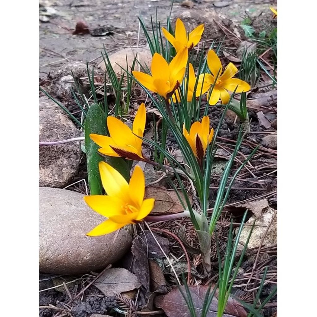 Armeniansahrami - Crocus angustifolius