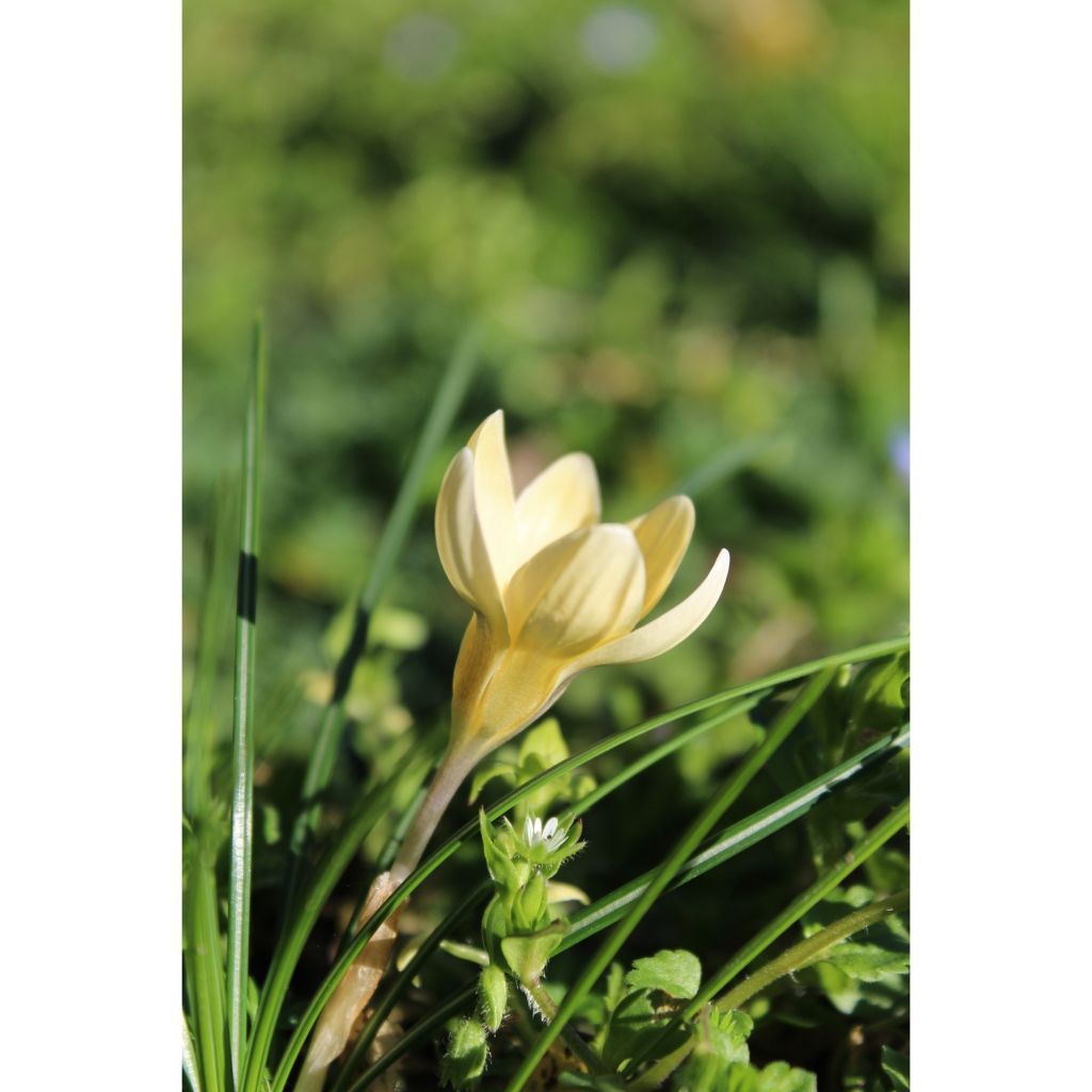 Kultasahrami Cream Beauty