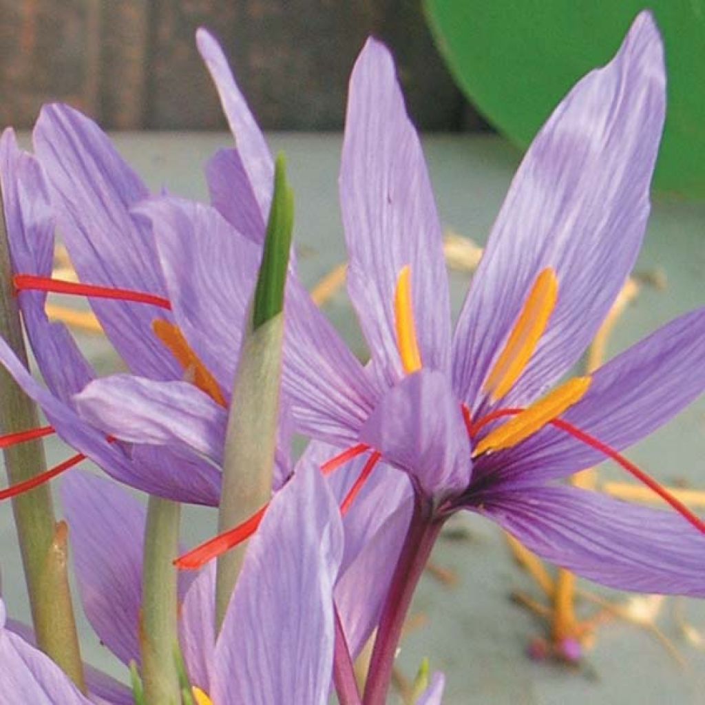 Maustesahrami - Crocus sativus