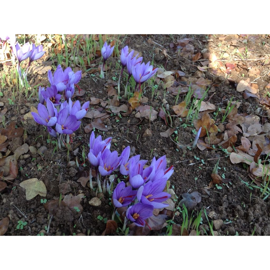 Maustesahrami - Crocus sativus