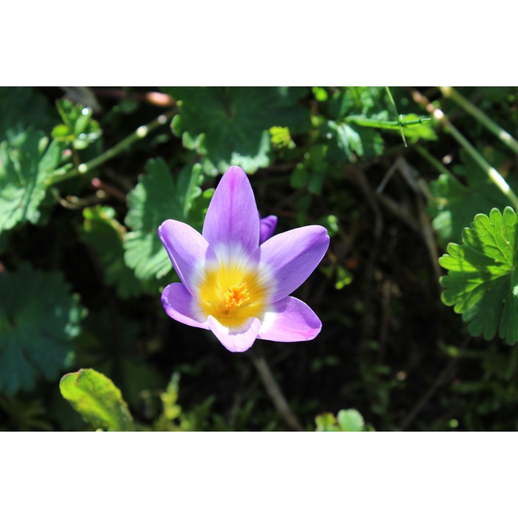 Sieberinsahrami Tricolor