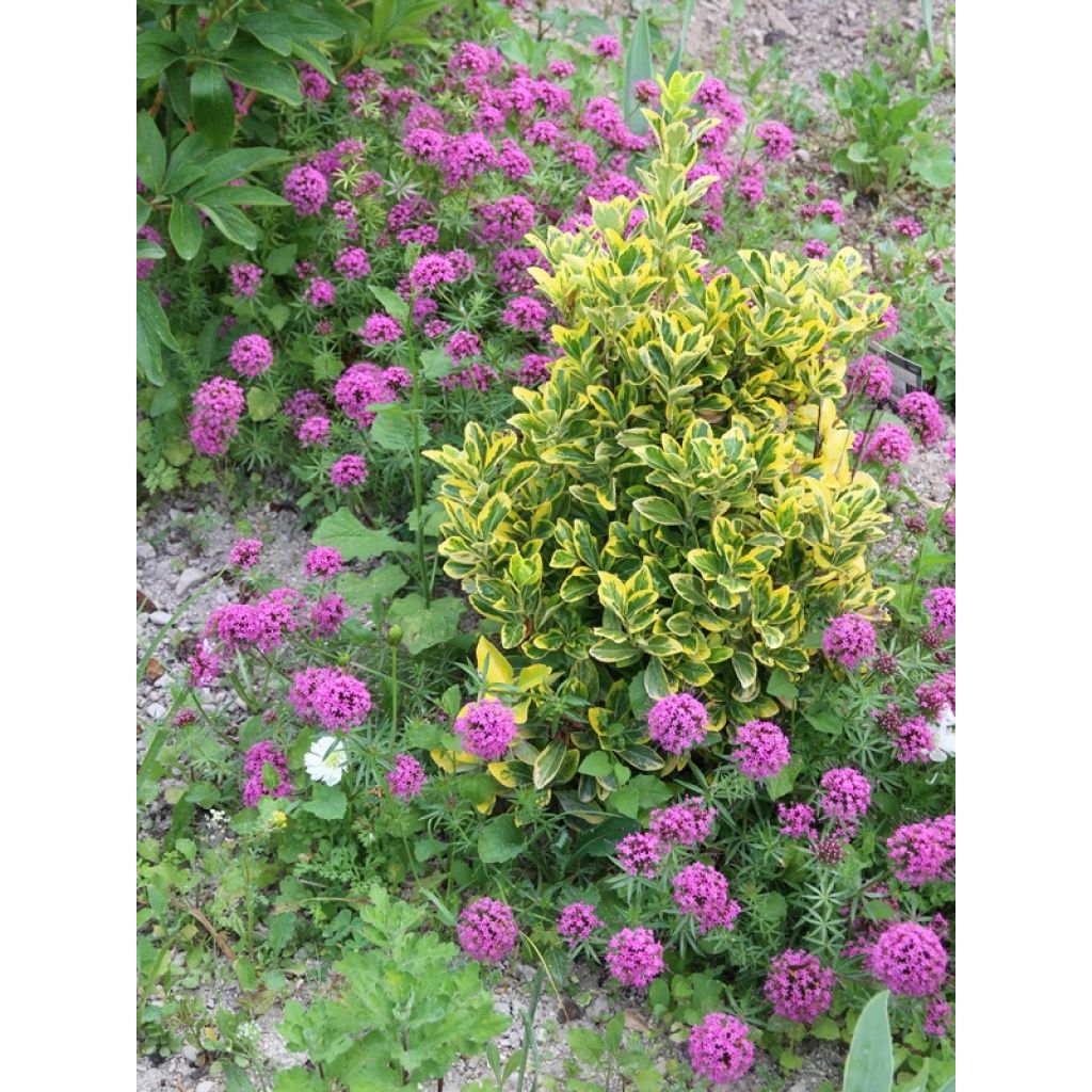 Pallomatara - Phuopsis stylosa