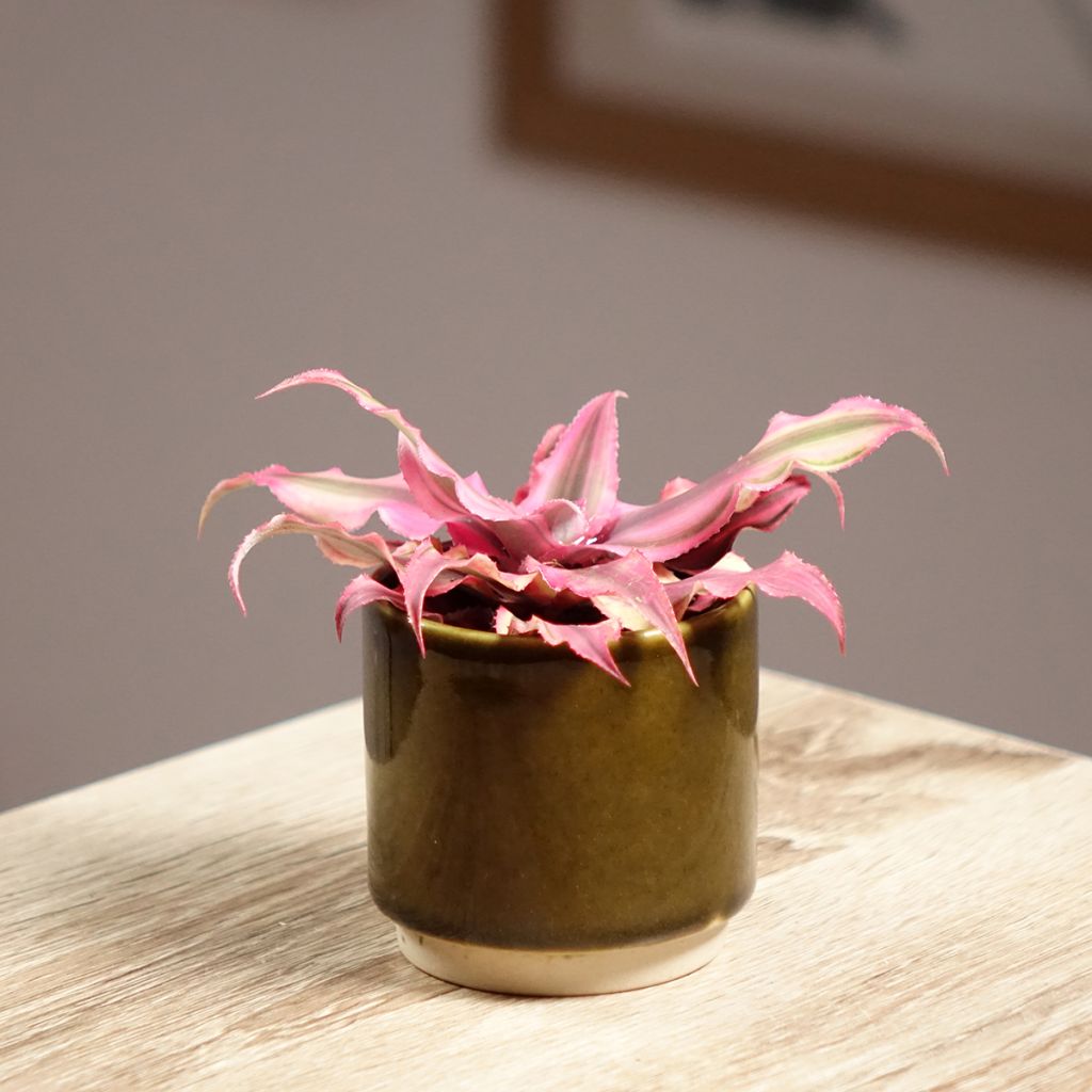 Viirupiilokukka Pink Star