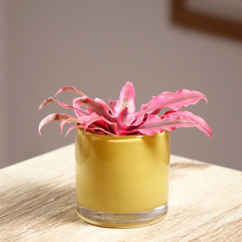 Viirupiilokukka Super Pink