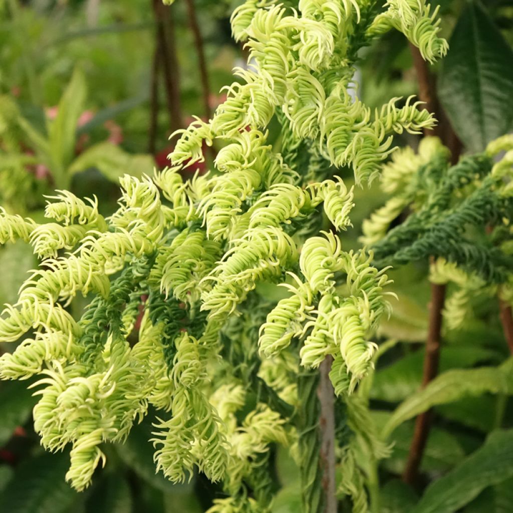 Sugi Kyara Gold