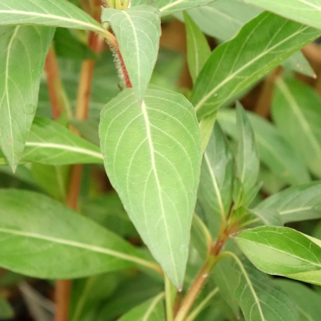 Helotulitorvi - Cuphea micropetala