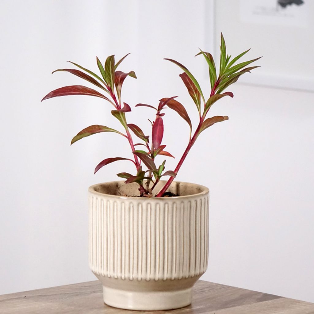 Helotulitorvi - Cuphea micropetala