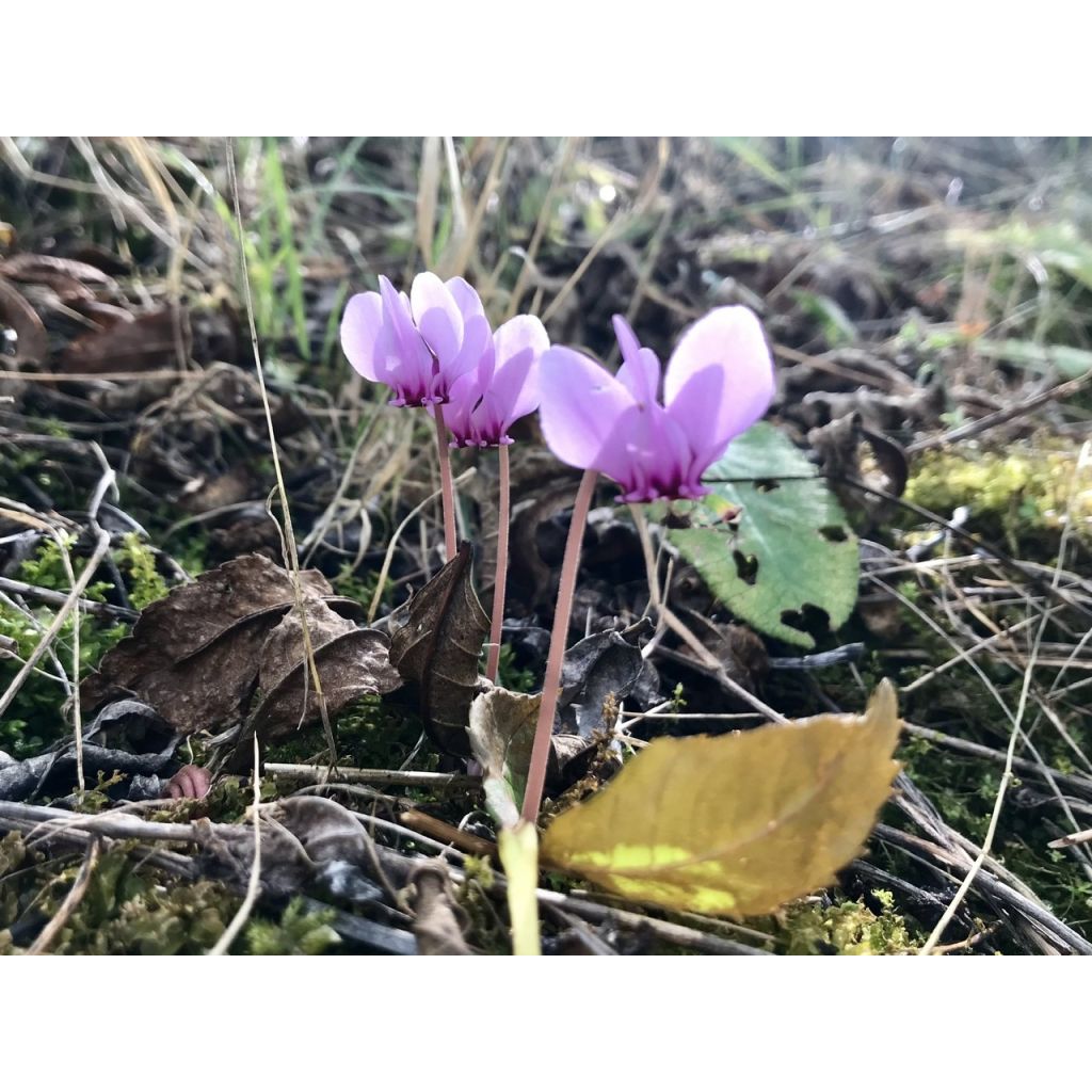 Murattisyklaami - Cyclamen hederifolium
