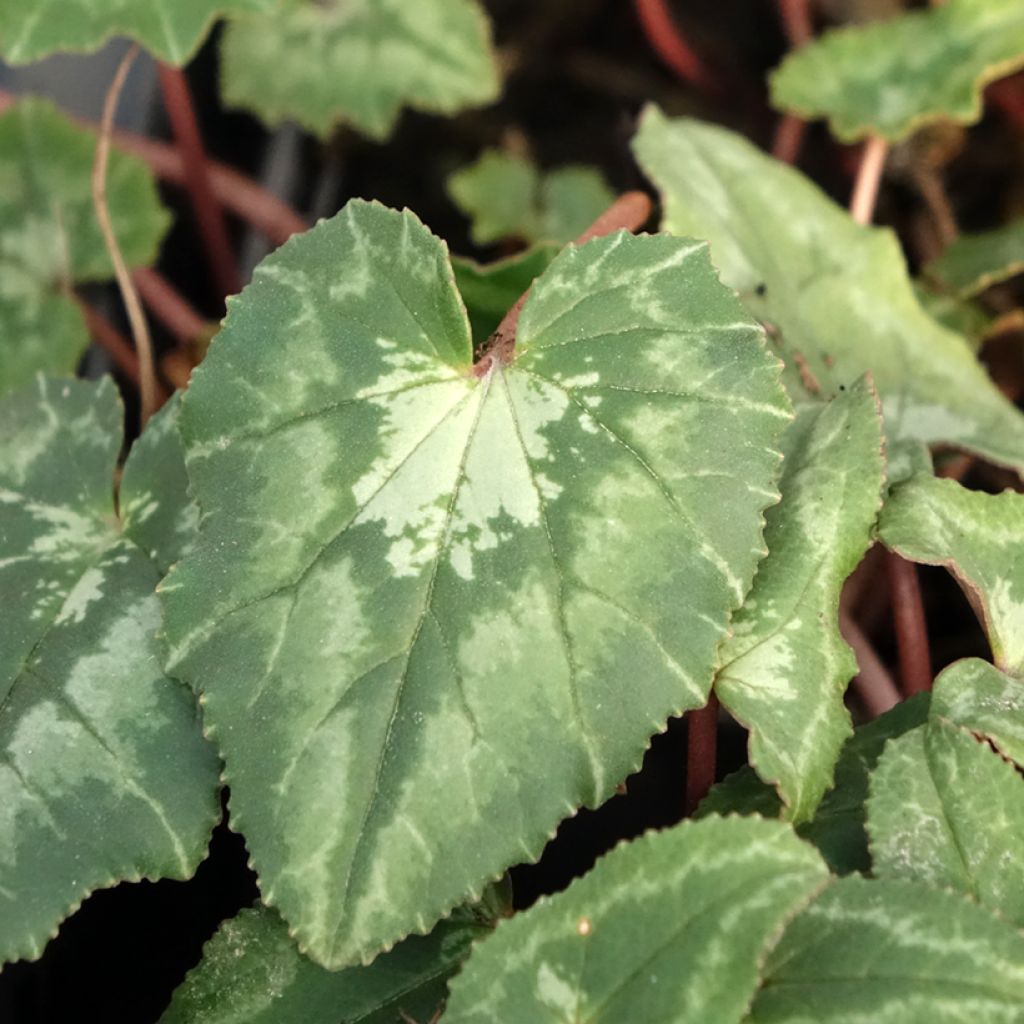 Murattisyklaami - Cyclamen hederifolium