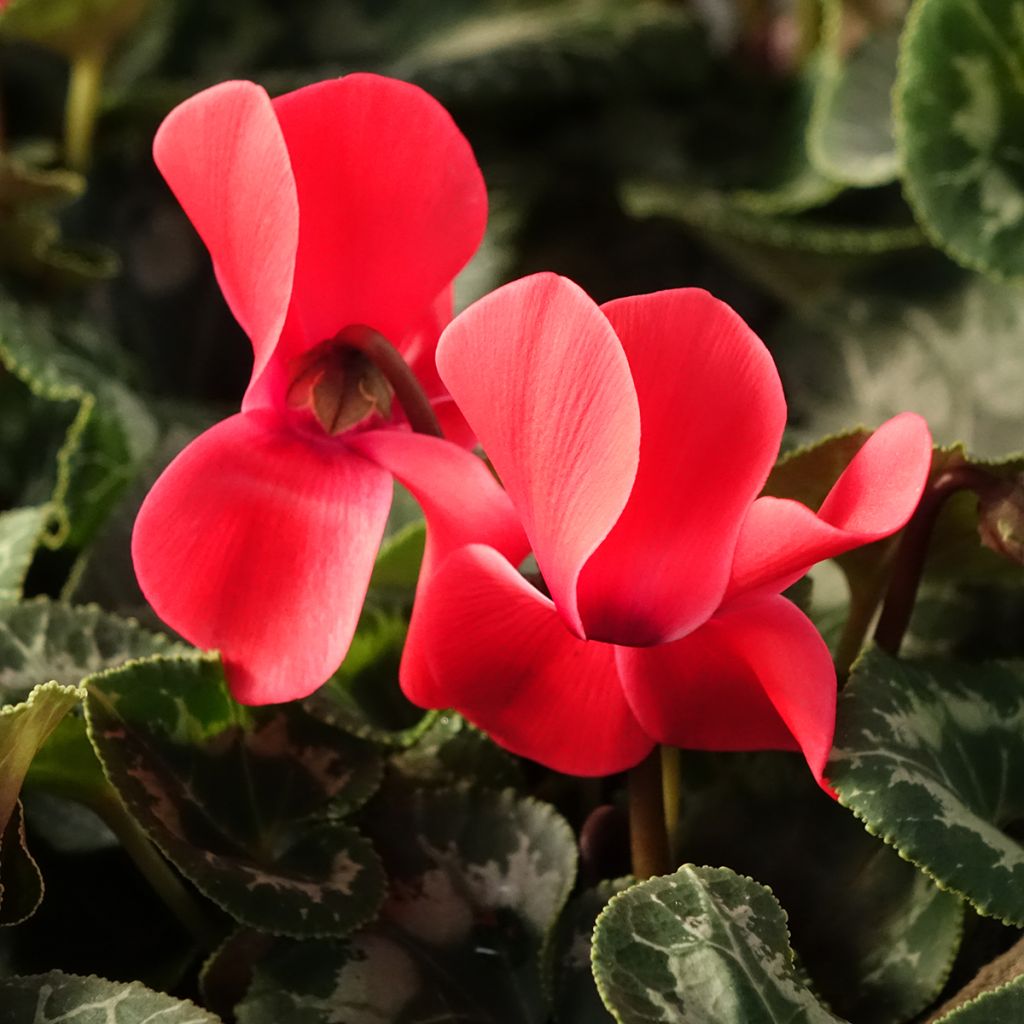 Syklaami rouge