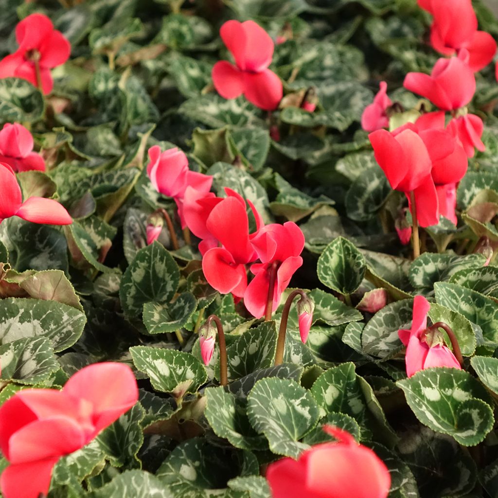 Syklaami rouge