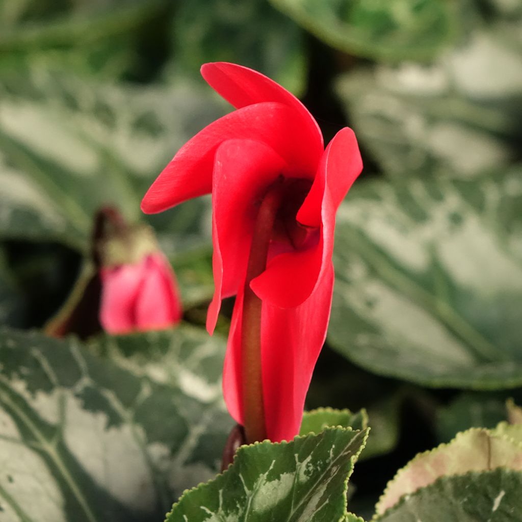 Syklaami rouge