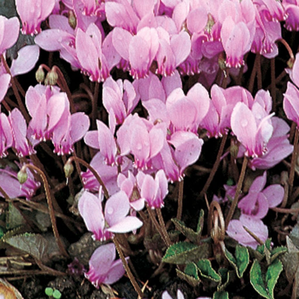 Murattisyklaami - Cyclamen hederifolium