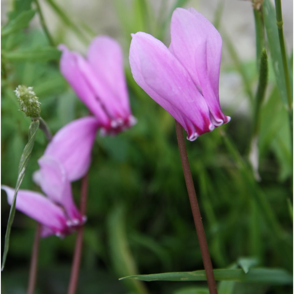 Murattisyklaami - Cyclamen hederifolium