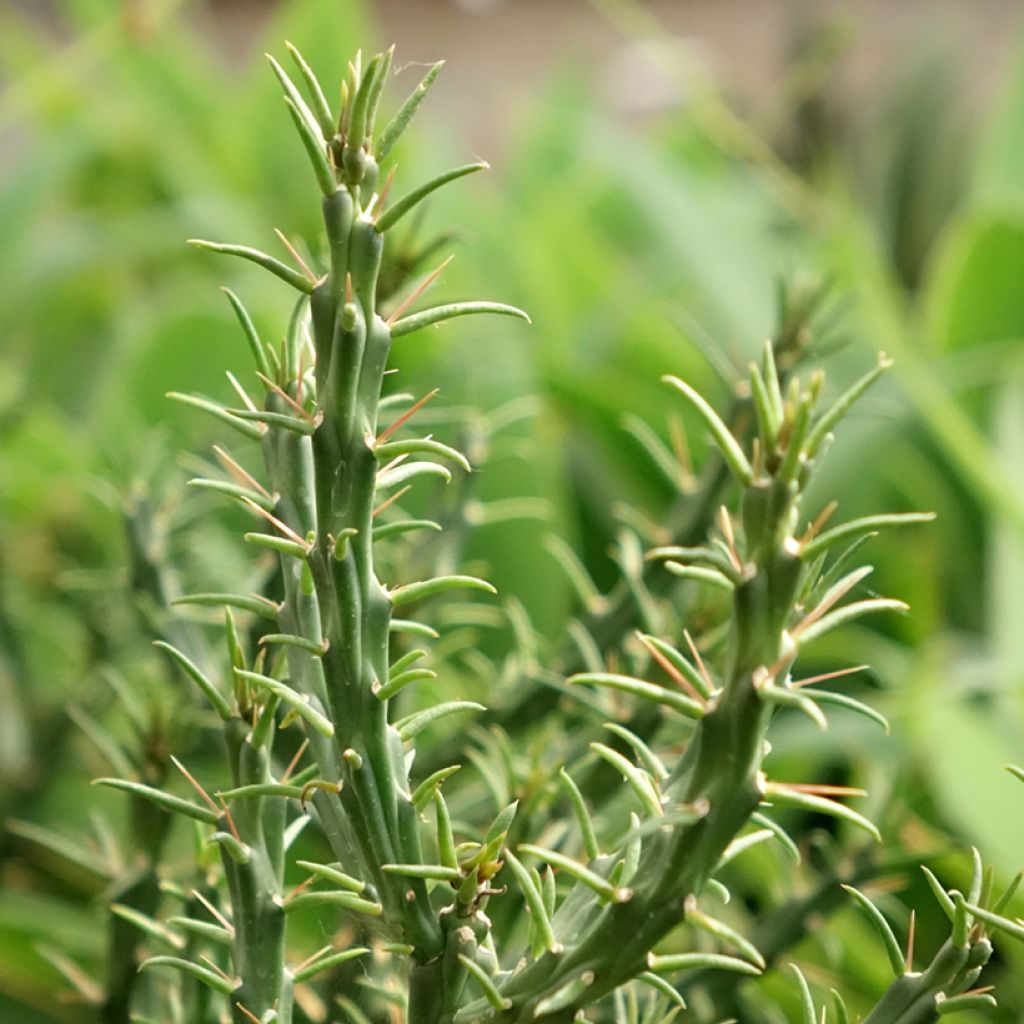 Cylindropuntia kleiniae