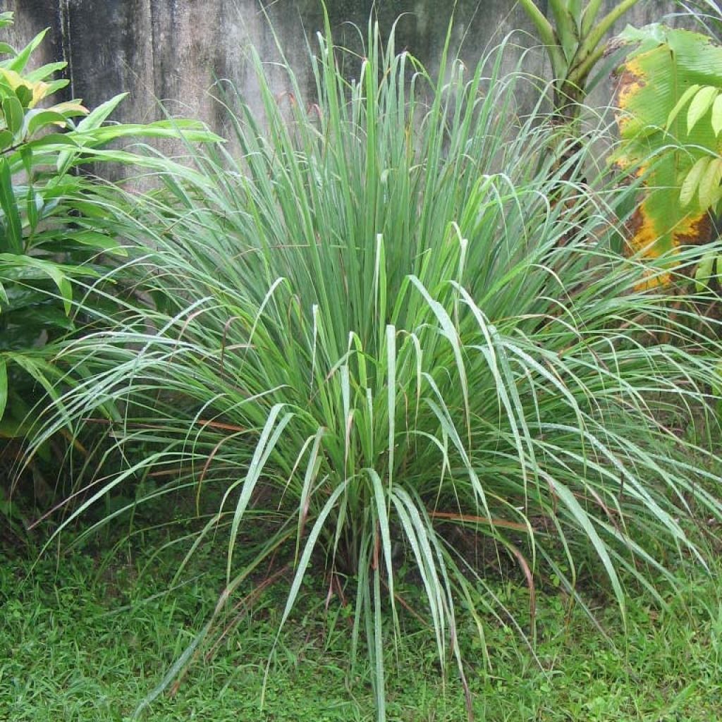 Intiansitrusheinä taimena - Cymbopogon citratus