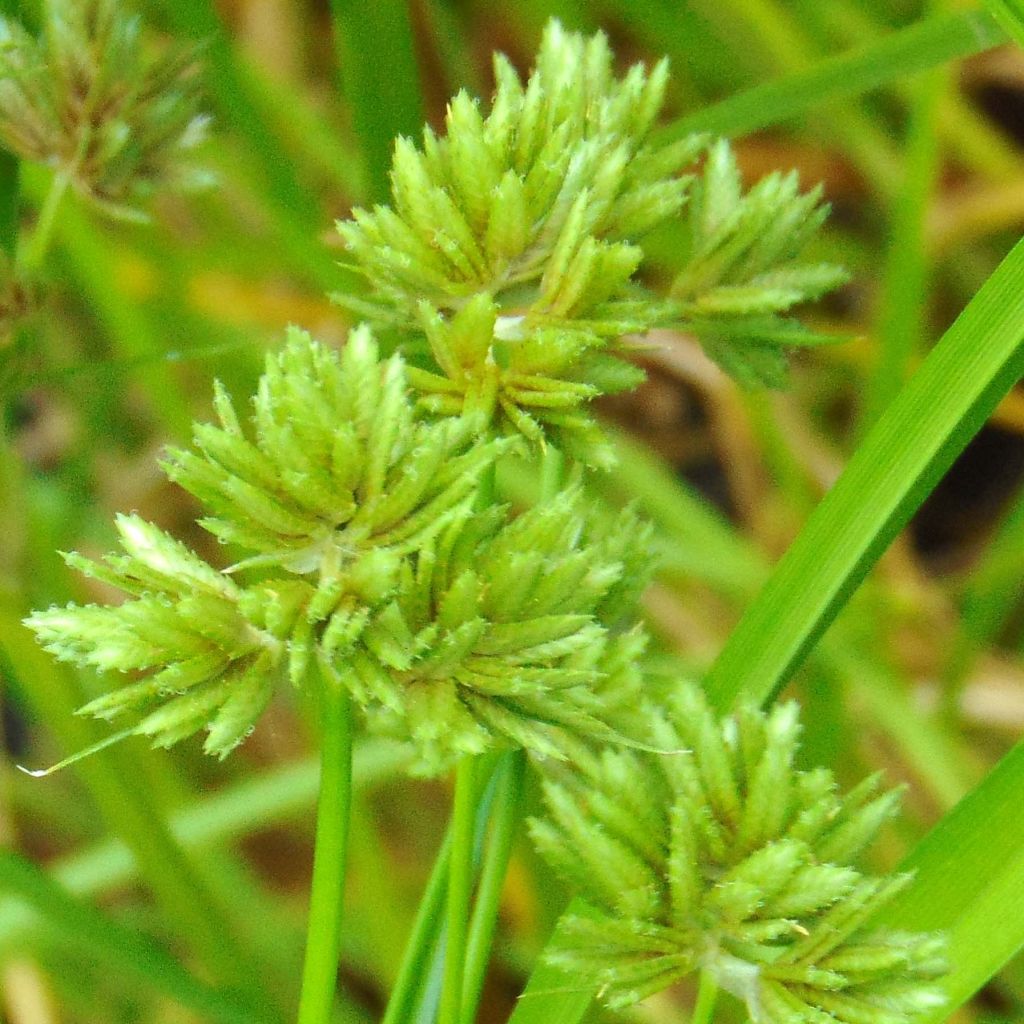 Kiiltosädekaisla - Cyperus glaber