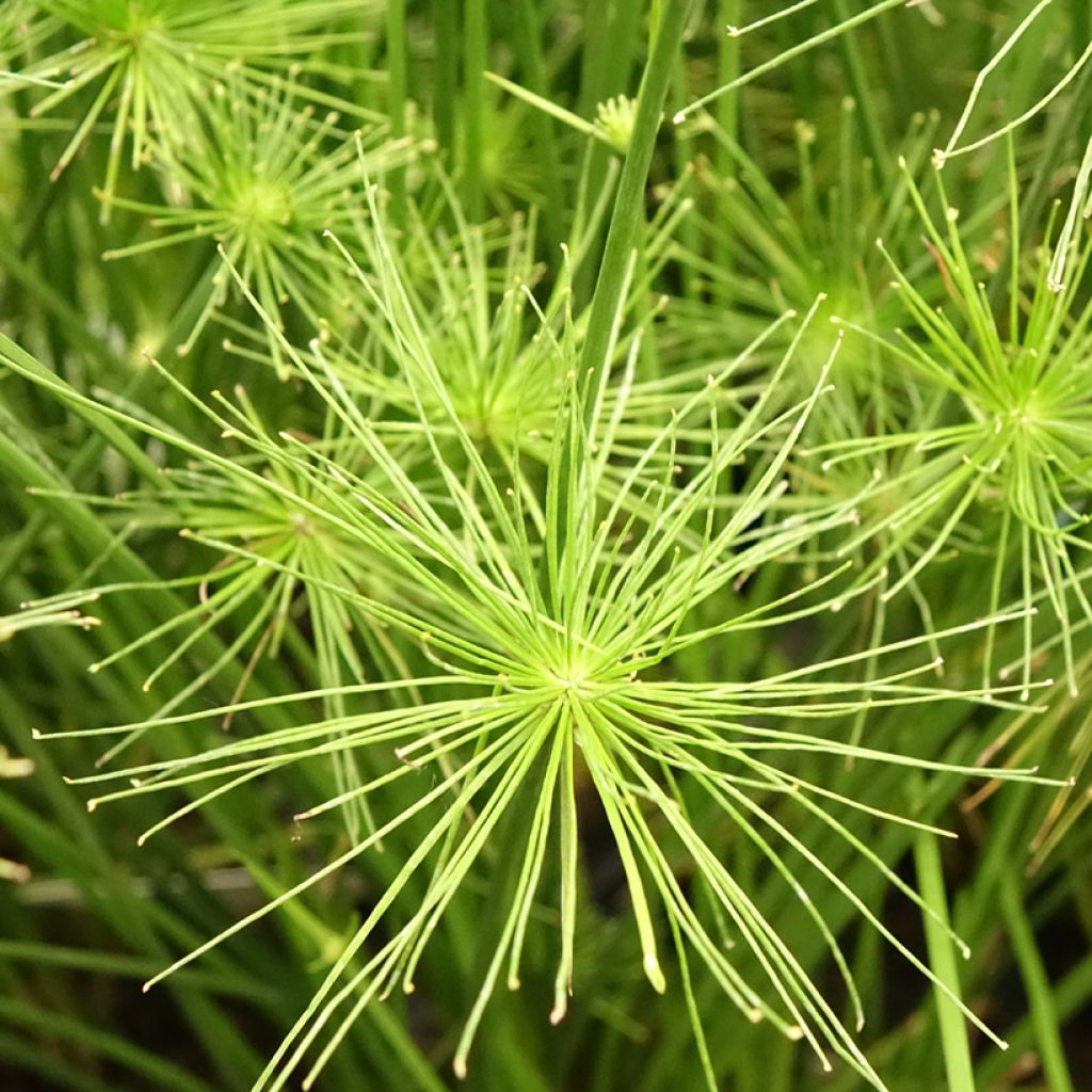 Sädekaisla - Cyperus prolifer