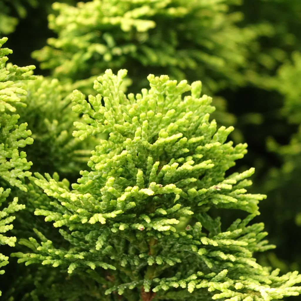 Temppelikypressi Nana Aurea