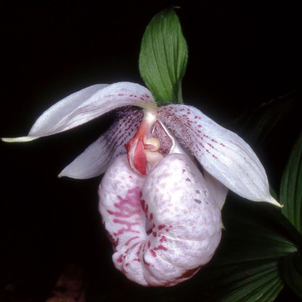 Tikankontti - Cypripedium formosanum