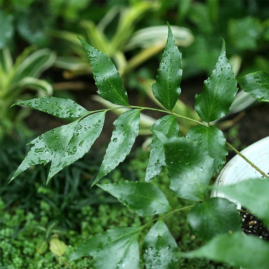 Mahoniasaniaiset - Cyrtomium devexiscapulae