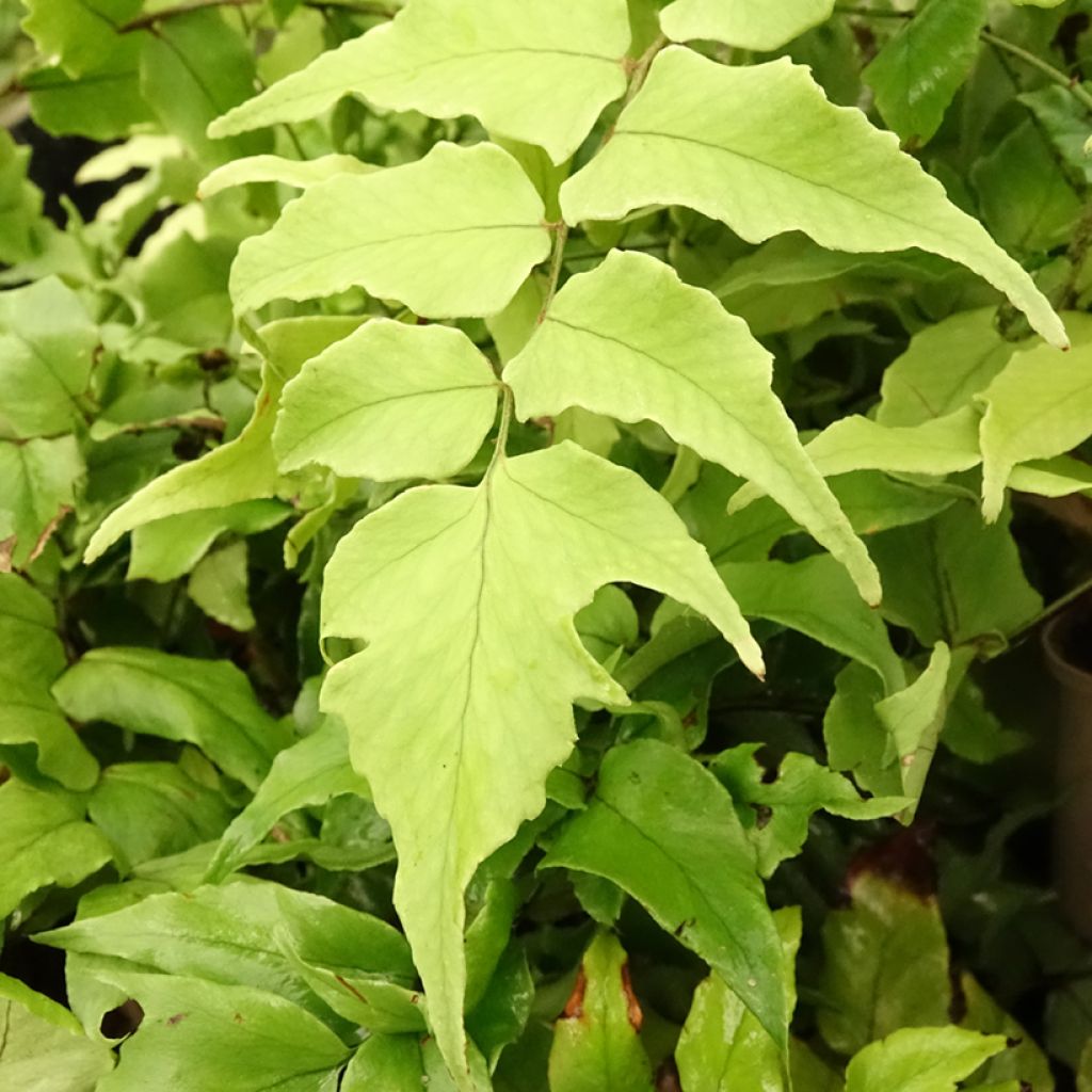 Mahoniasaniaiset - Cyrtomium fortunei var. clivicola