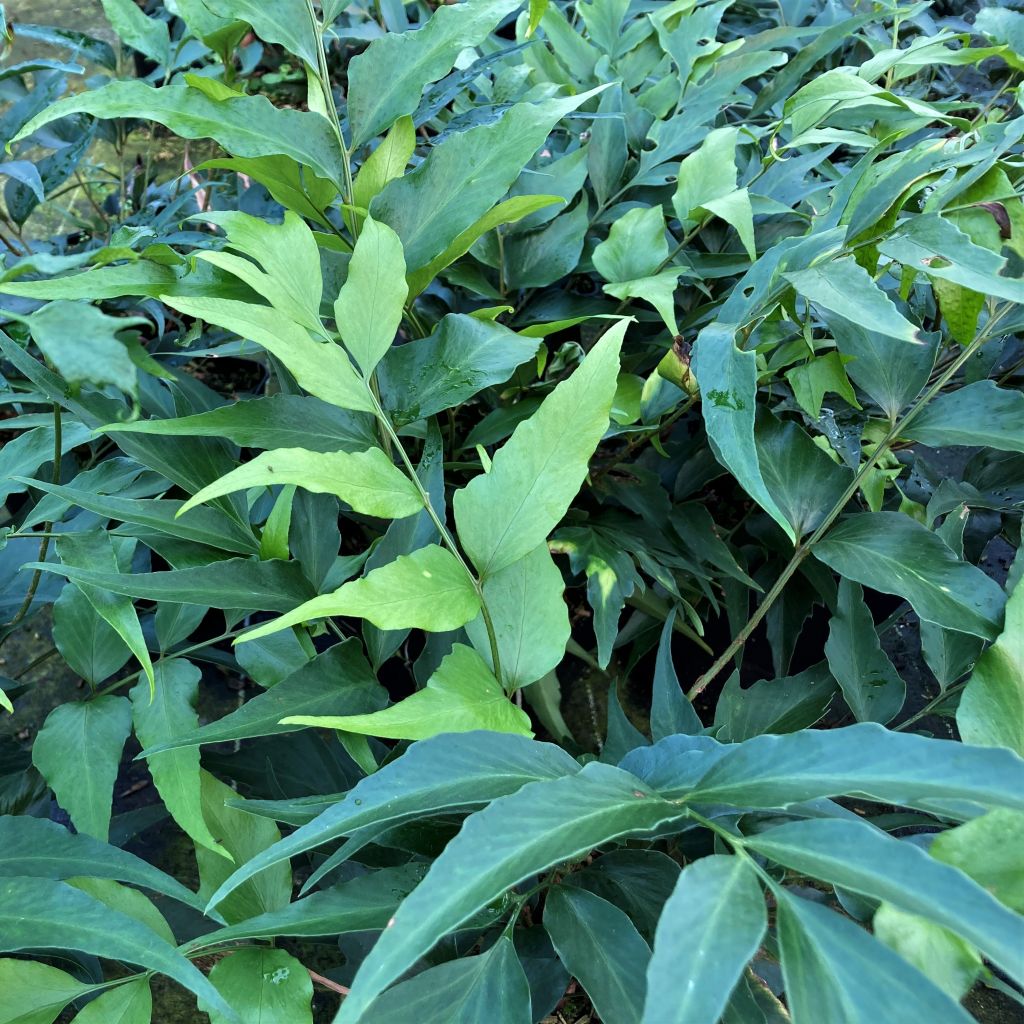 Mahoniasaniaiset - Cyrtomium devexiscapulae