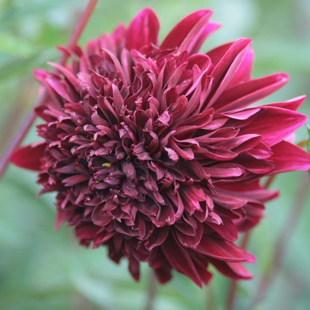 Vuokkodaalia Anemone Soulman