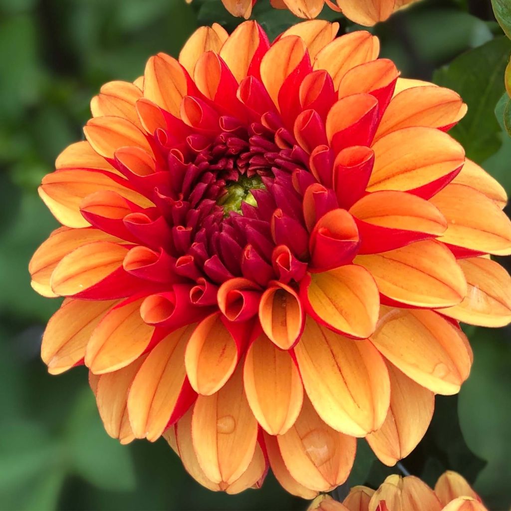 Pallodaalia American Sunset