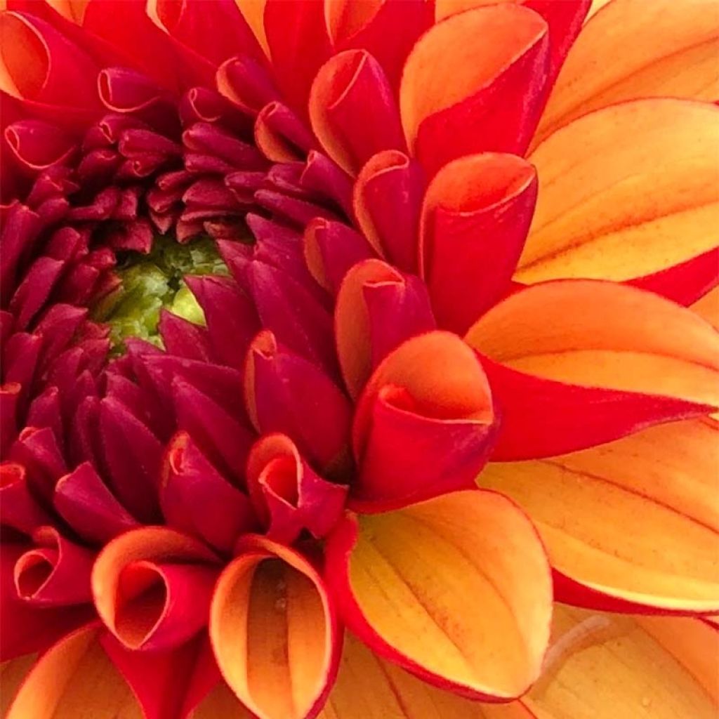 Pallodaalia American Sunset