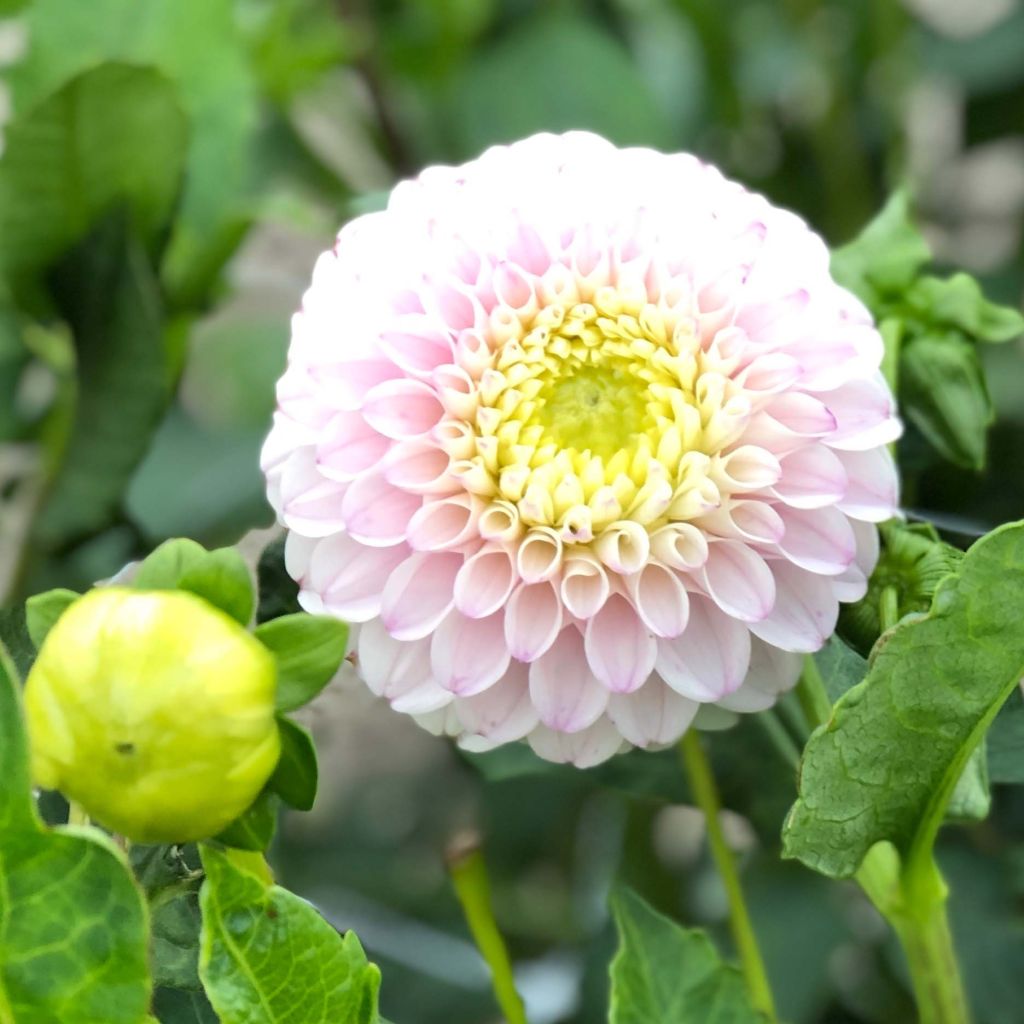 Pallodaalia Pink Pearl