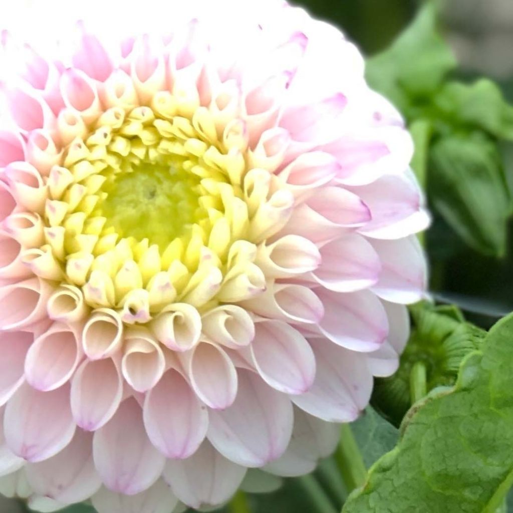 Pallodaalia Pink Pearl