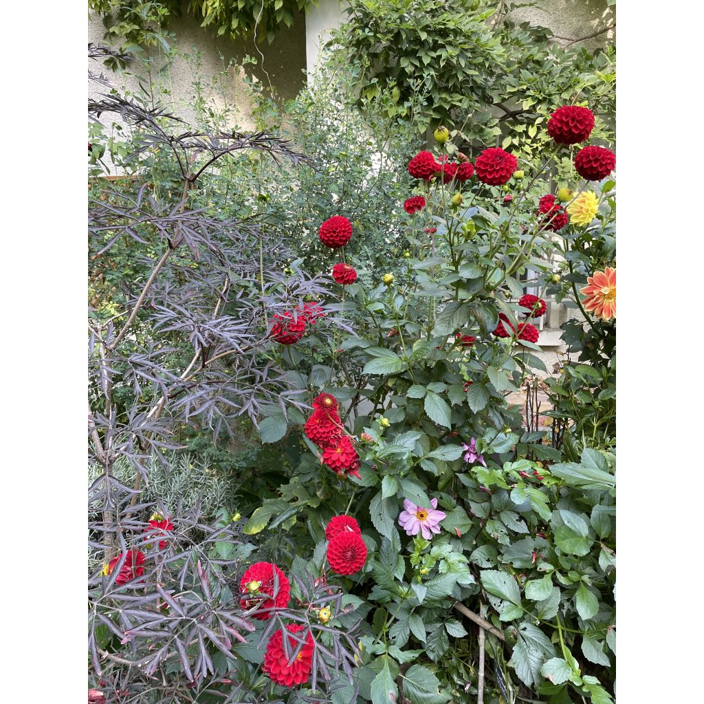 Pallodaalia Dahlia Red Fox