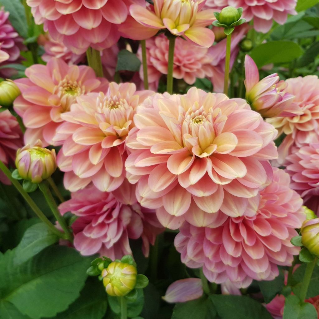 Kameliadaalia Milena Fleur