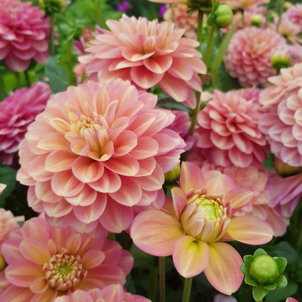 Kameliadaalia Milena Fleur