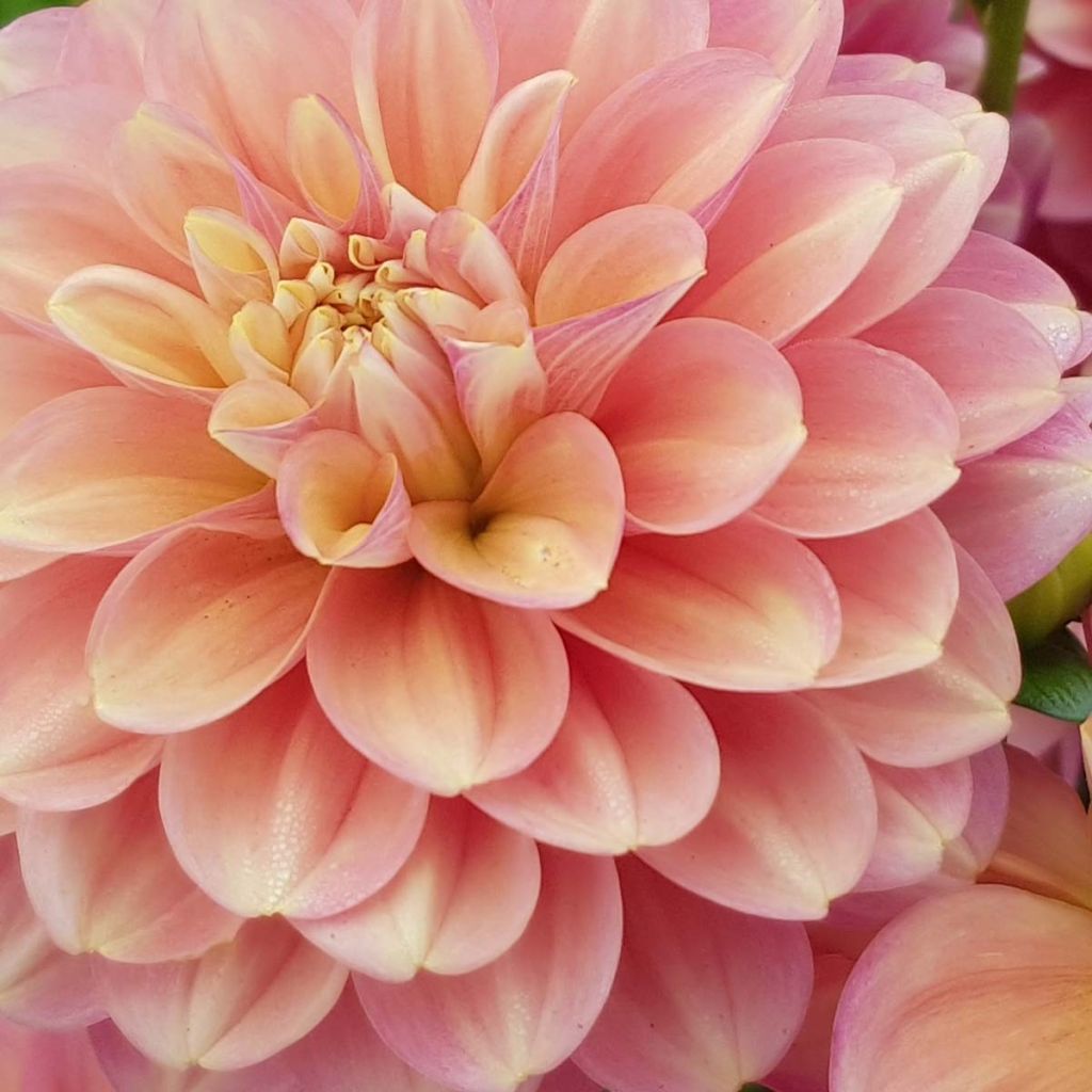 Kameliadaalia Milena Fleur
