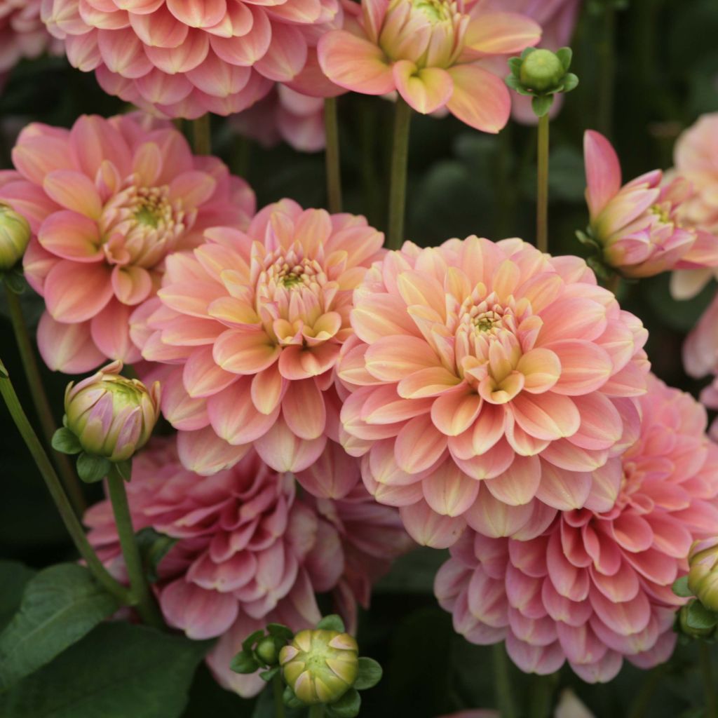 Kameliadaalia Milena Fleur