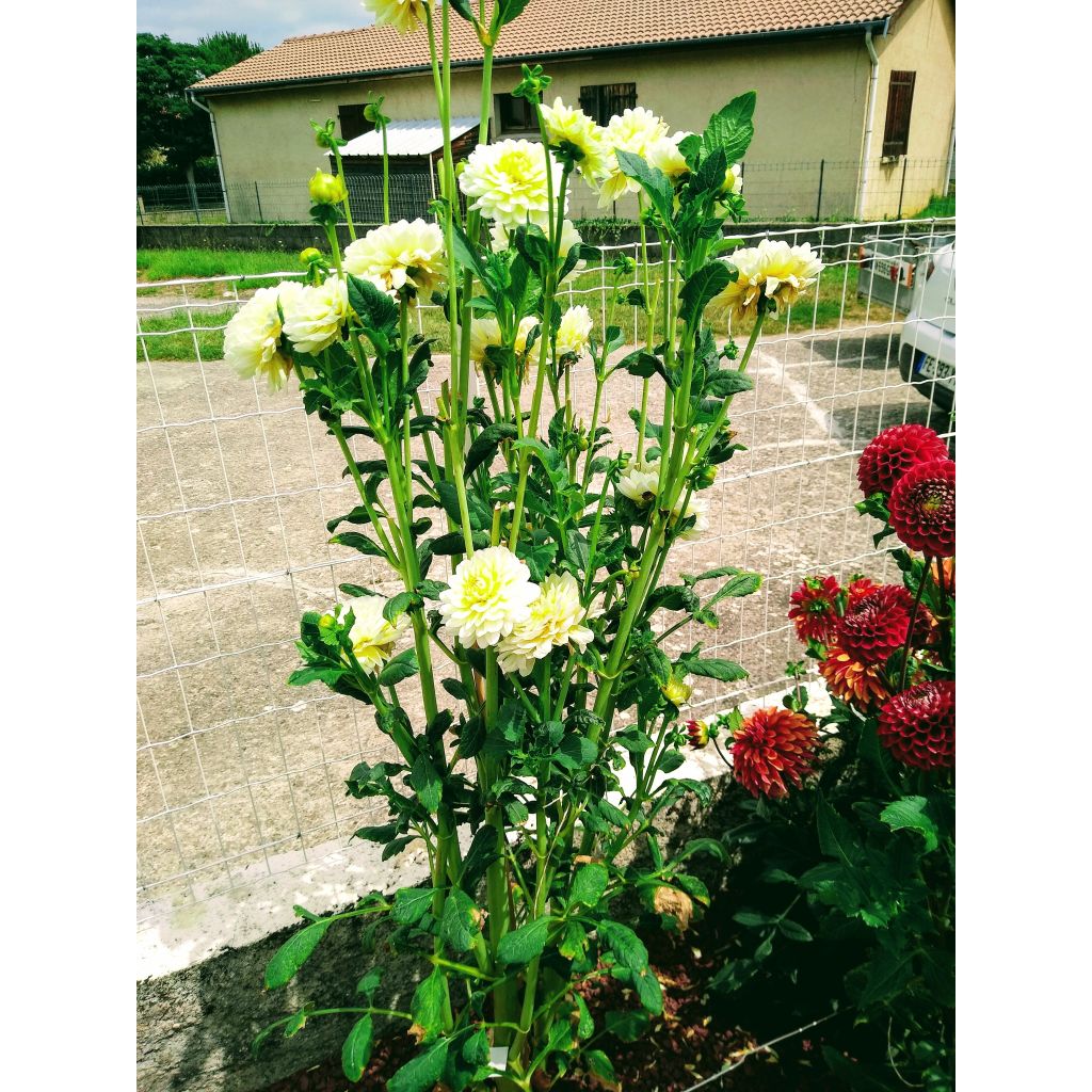 Kameliadaalia Dahlia Vanilla