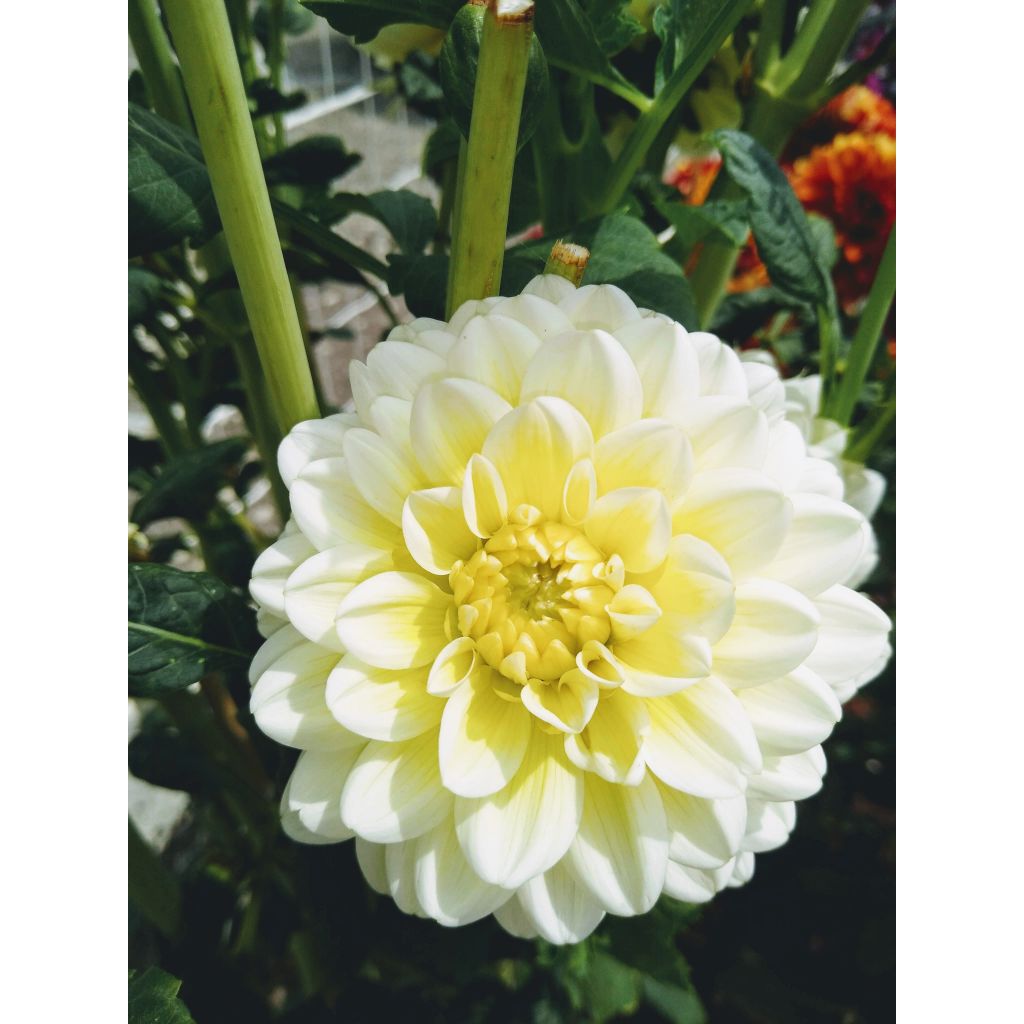 Kameliadaalia Dahlia Vanilla