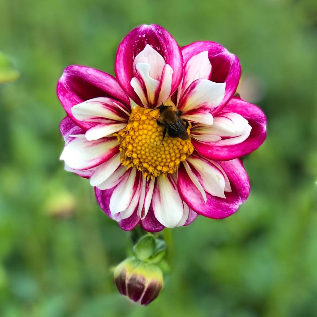 Kaulusdaalia Bumble Rumble