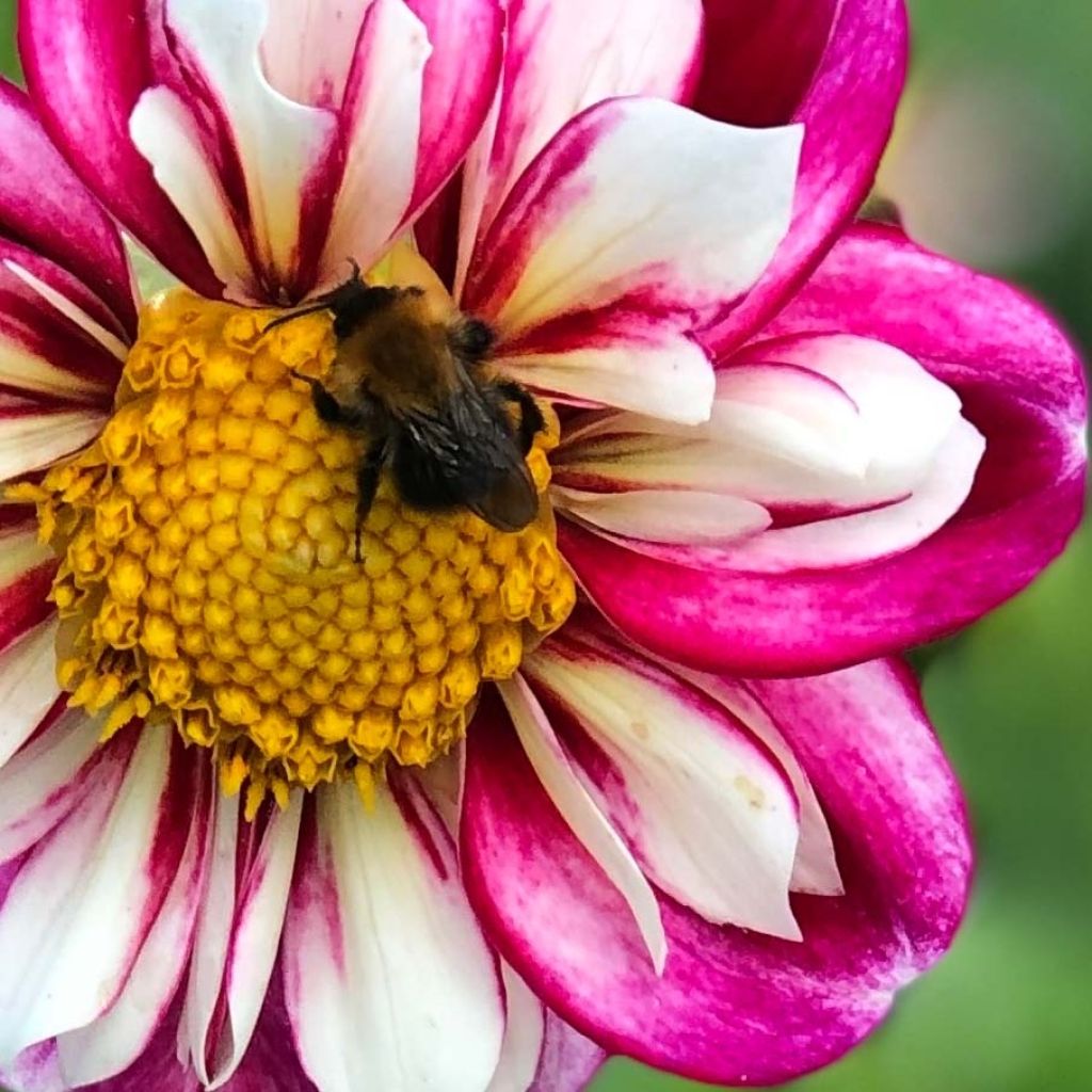Kaulusdaalia Bumble Rumble