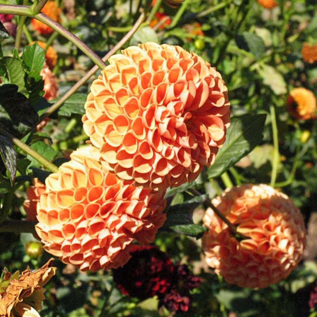 Pallodaalia Cornel Bronz